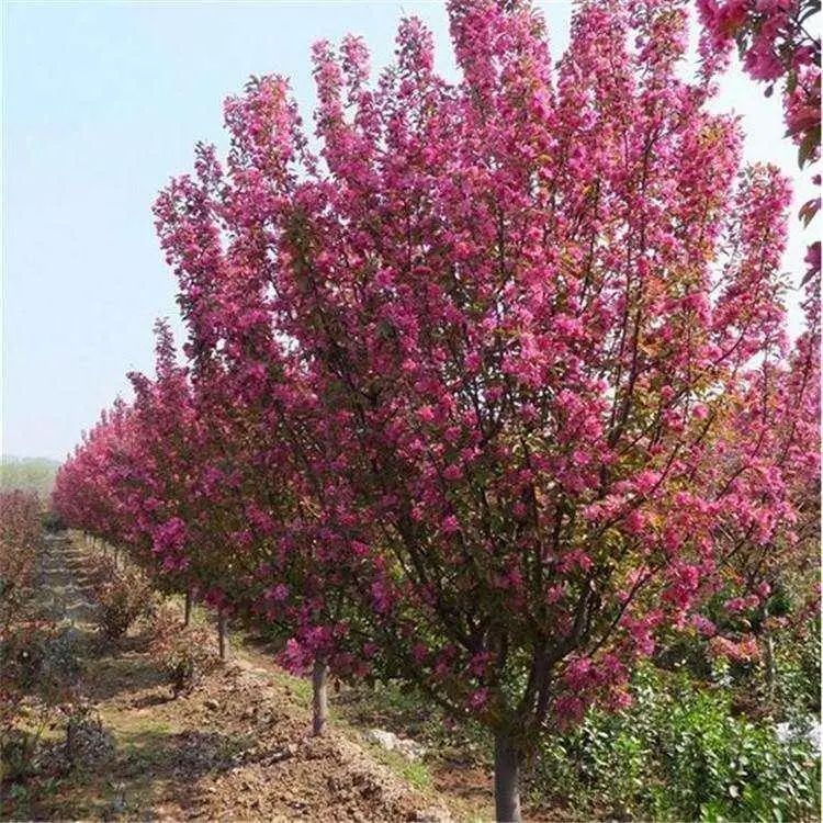 15公分垂丝海棠 种植厂家 基地栽培 8公分垂丝海棠 帅阳苗木