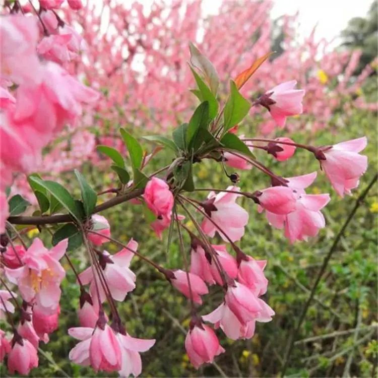 垂丝海棠种植方法