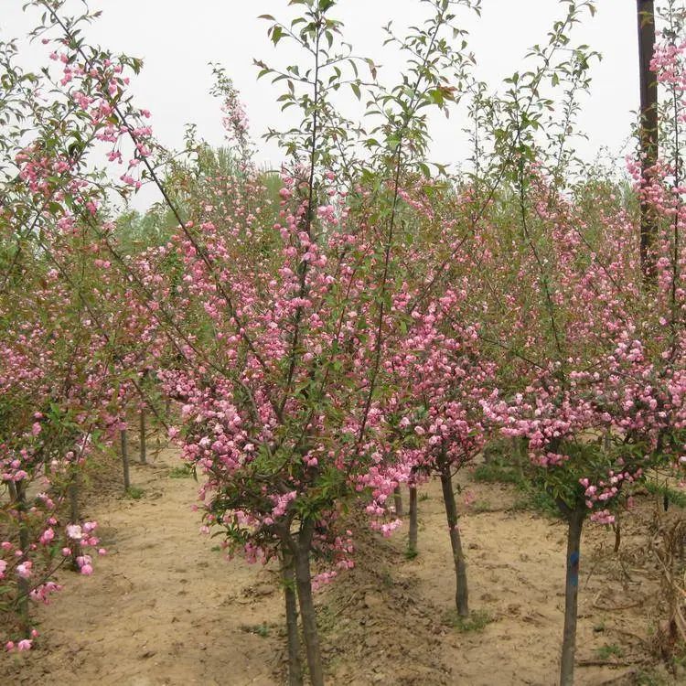 垂丝海棠种植方法