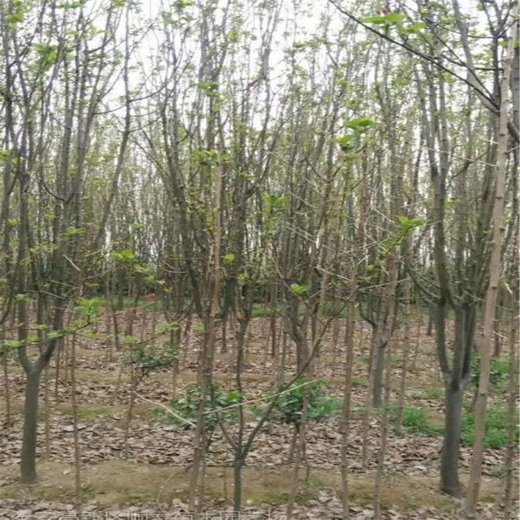 垂丝海棠种植方法