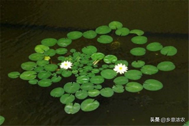 睡莲的种植方法盆栽