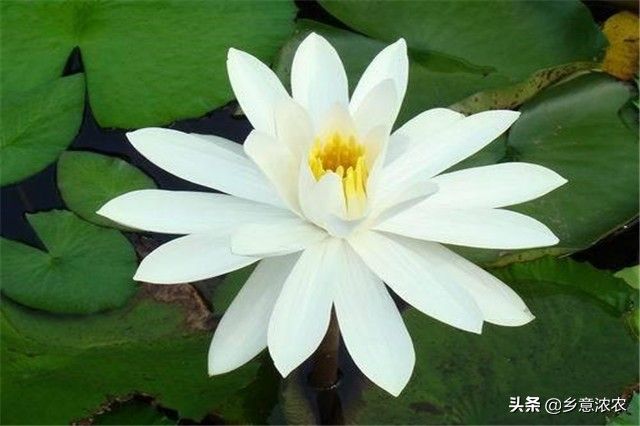 睡莲的种植方法盆栽