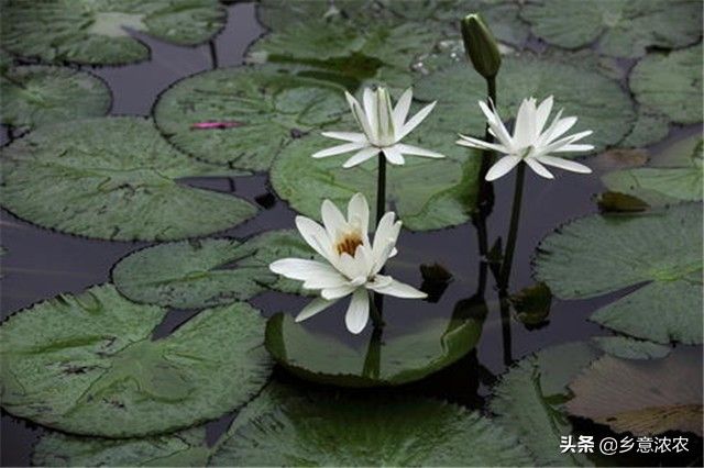睡莲的种植方法盆栽