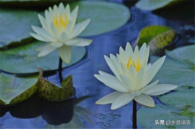睡莲的种植方法盆栽