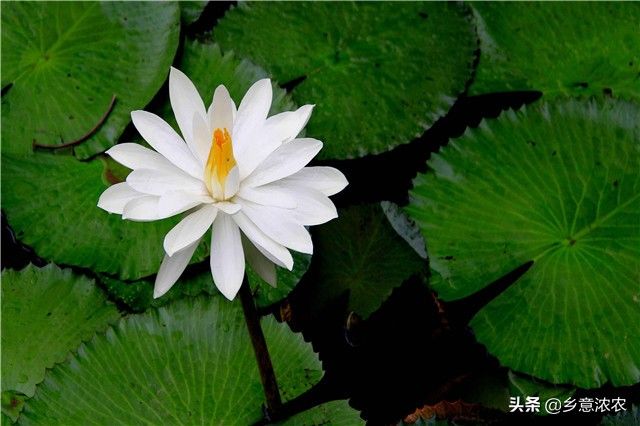 睡莲的种植方法盆栽