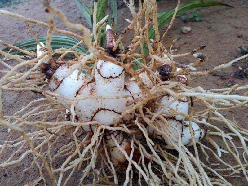 白芨种子种植技术