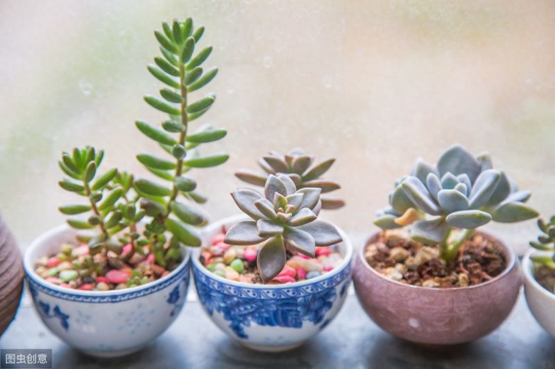 睡莲的种植方法盆栽