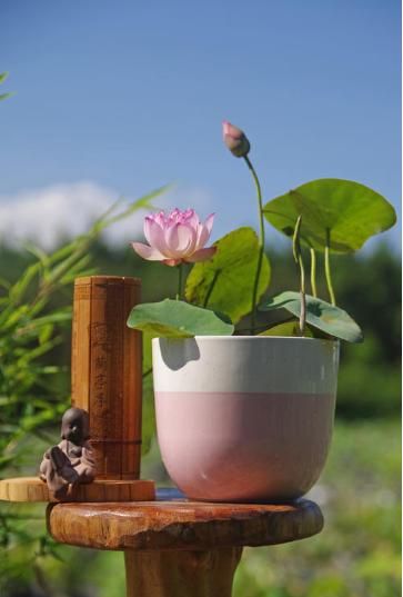 睡莲的种植方法盆栽