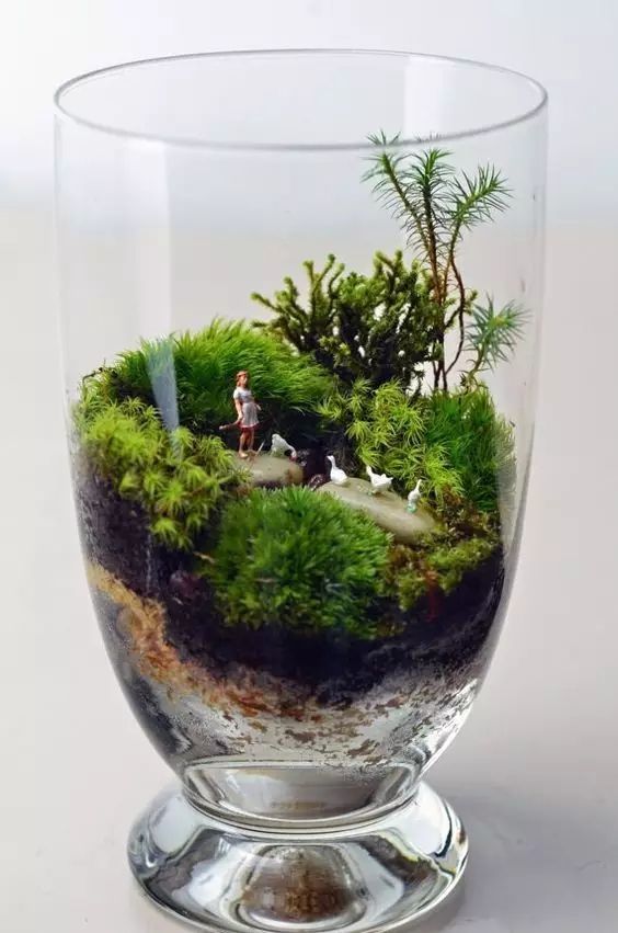 睡莲的种植方法盆栽