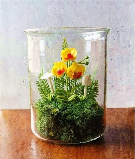 睡莲的种植方法盆栽