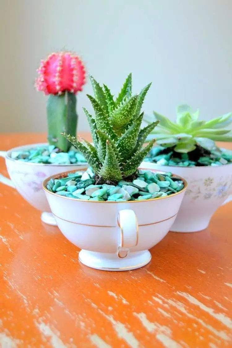睡莲的种植方法盆栽