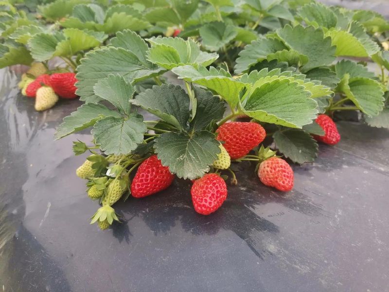 草莓种植方法图解