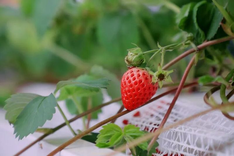 草莓种植方法图解