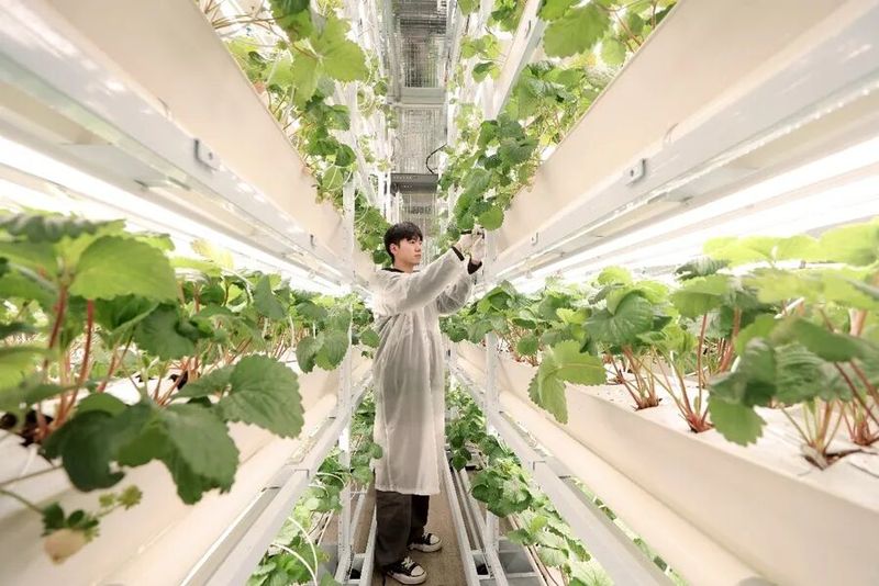 草莓种植方法图解