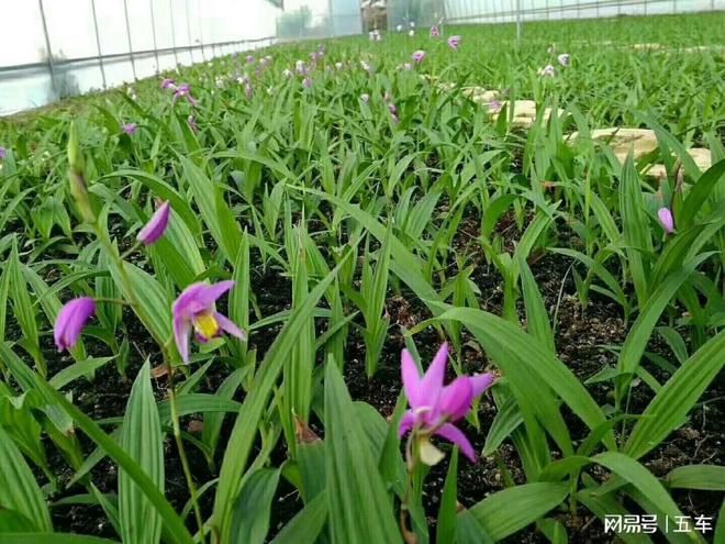 白芨种子种植技术