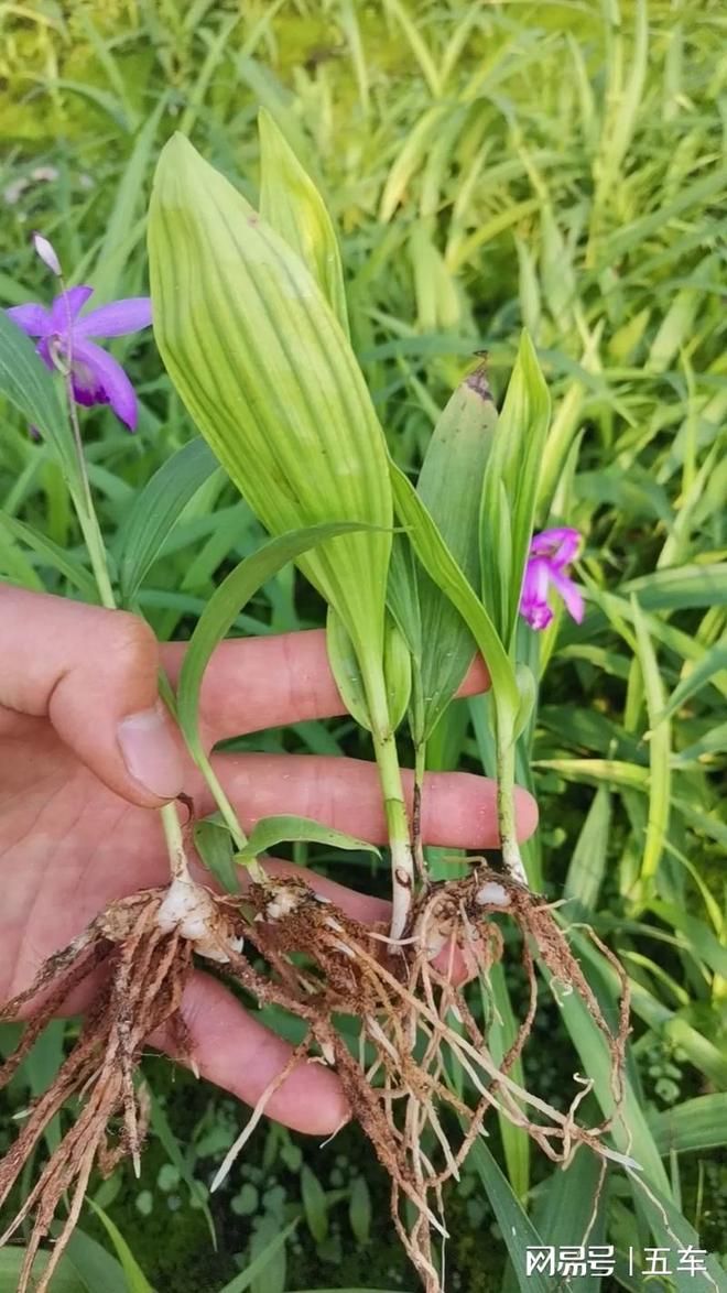 白芨种子种植技术