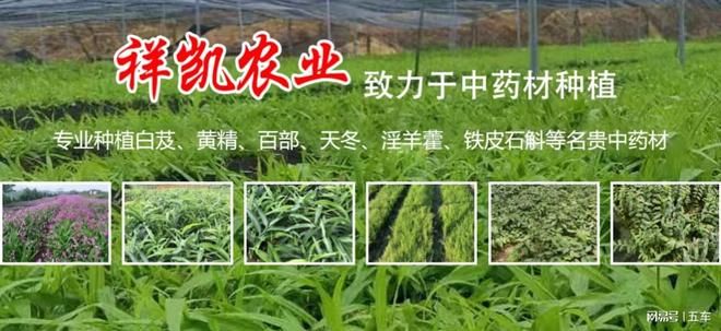 白芨种子种植技术