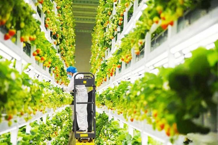草莓种植方法图解