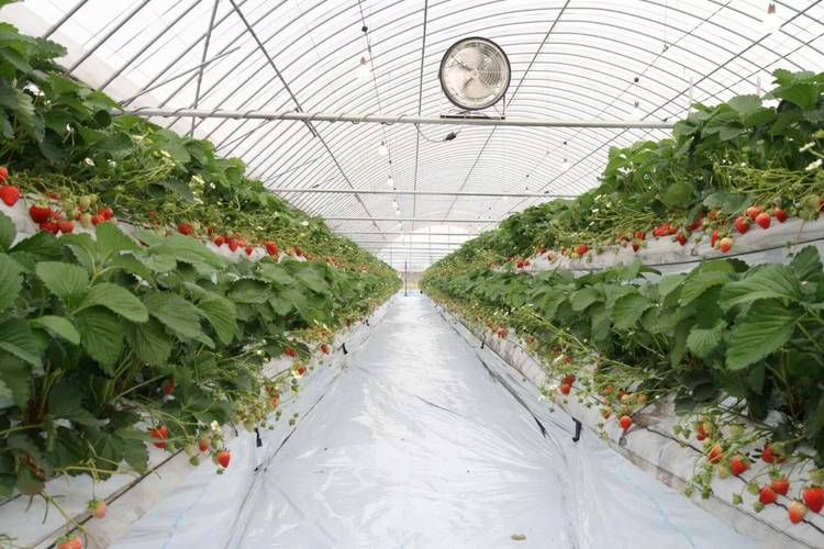 草莓种植方法图解