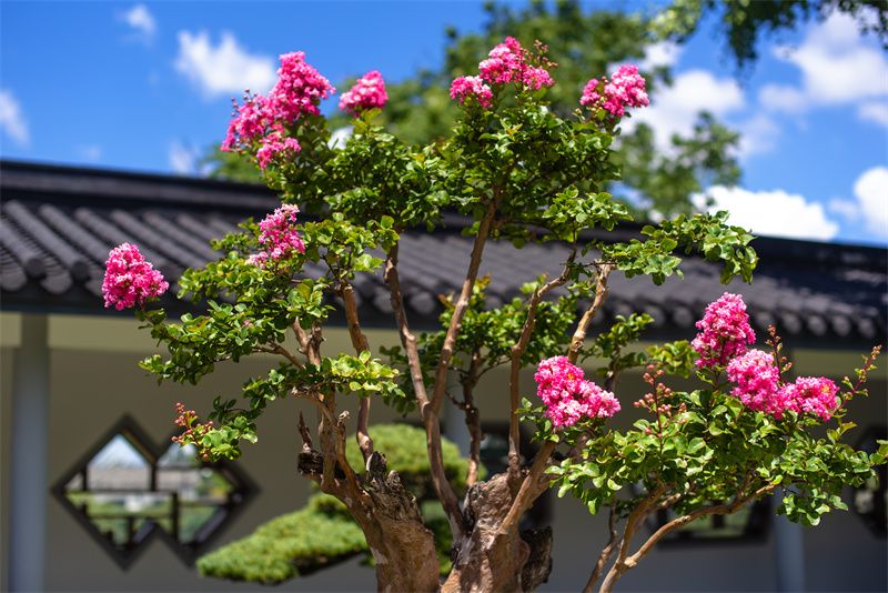 紫薇种子种植方法