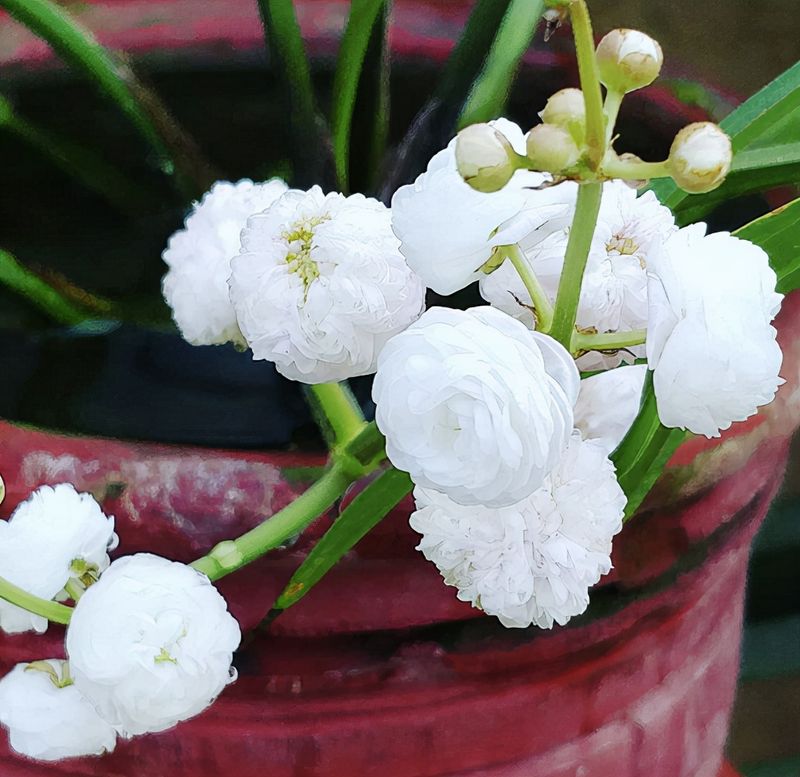 睡莲的种植方法盆栽