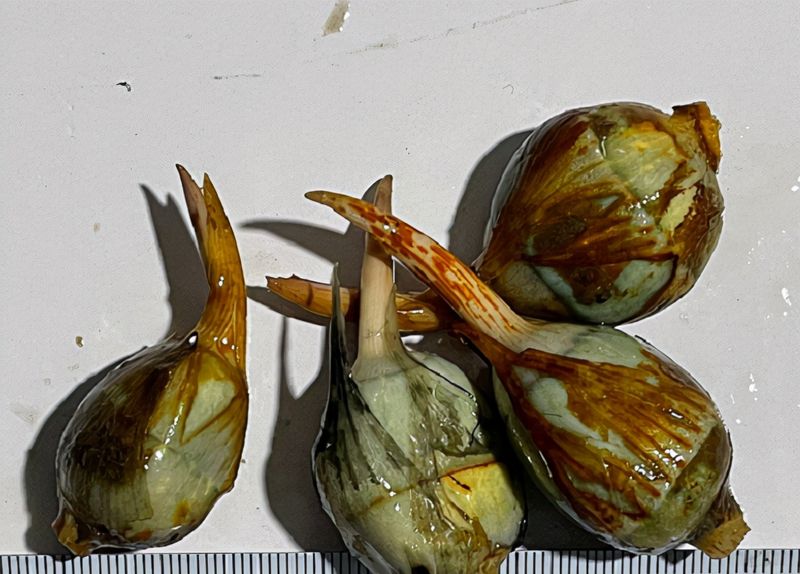 睡莲的种植方法盆栽