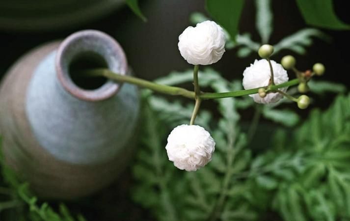 睡莲的种植方法盆栽