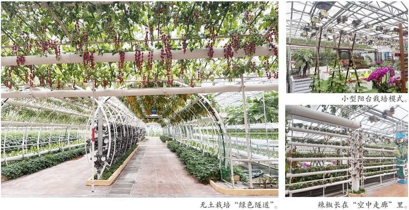 pvc管种植蔬菜图片