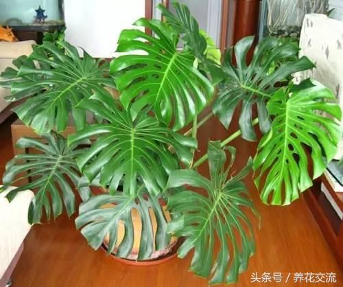 发财树的种植方法