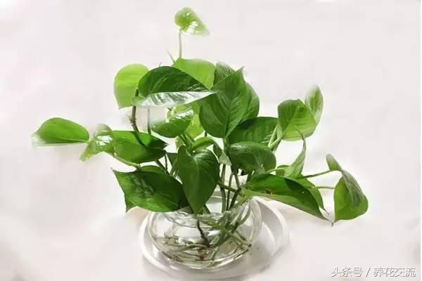 发财树的种植方法