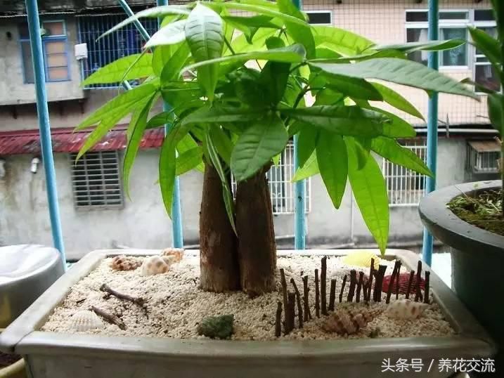 发财树的种植方法