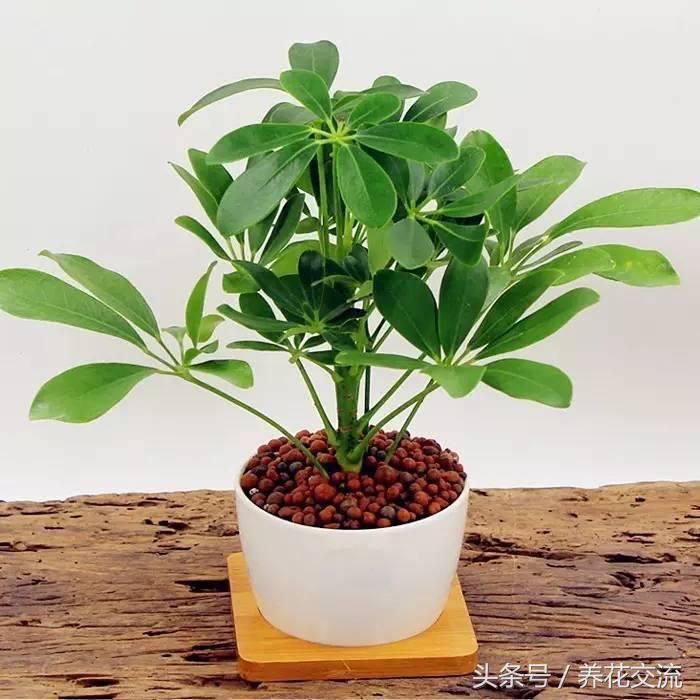 发财树的种植方法