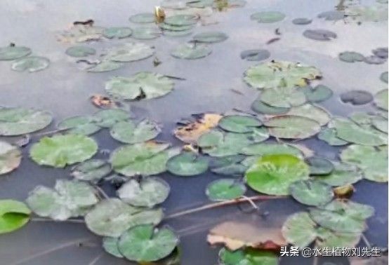 睡莲的种植方法盆栽
