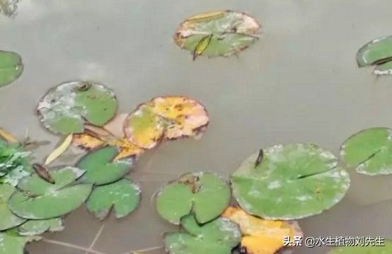 睡莲的种植方法盆栽