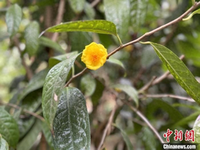 金花茶种植技术