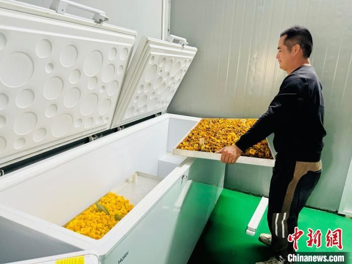 金花茶种植技术