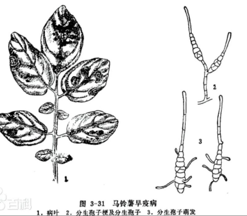水果马铃薯的种植技术
