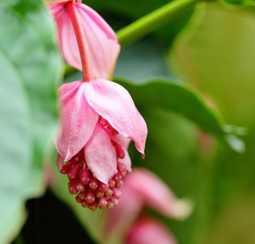 凤仙花种子种植方法