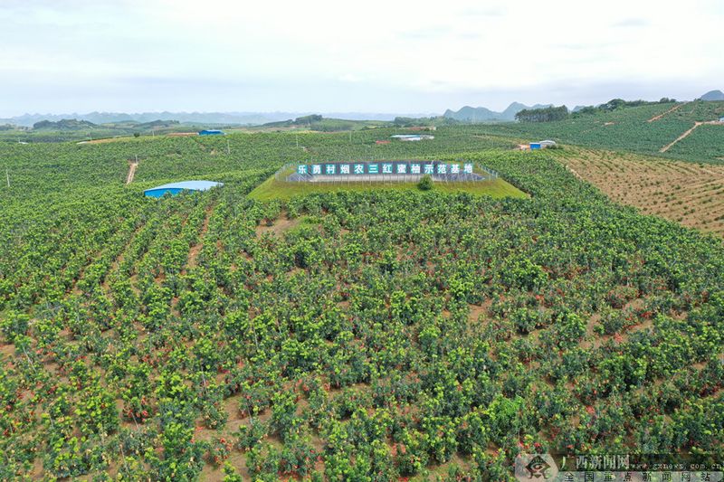 三红蜜柚种植技术