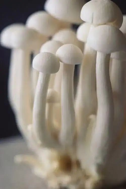 金针菇种植方法