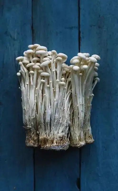 金针菇种植方法