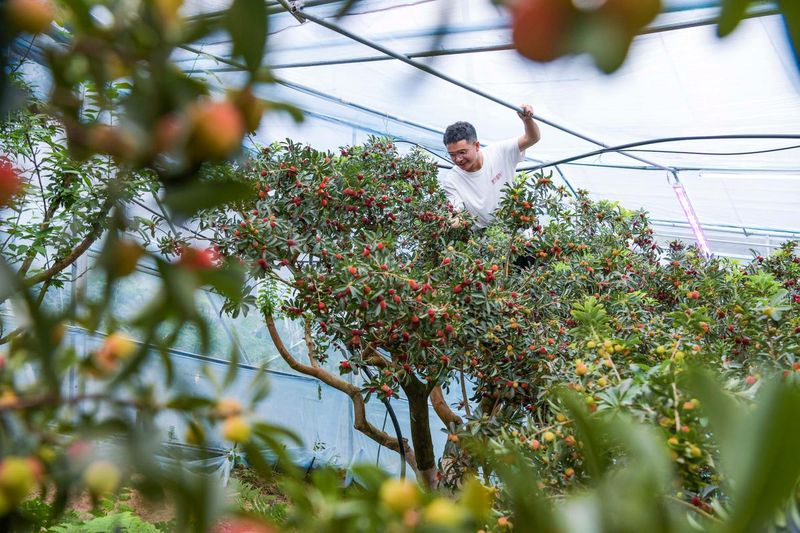 大棚种植水果