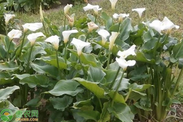 马蹄莲种球种植方法