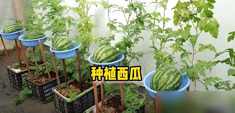 盆栽草莓种子的种植方法