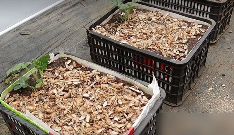 盆栽草莓种子的种植方法