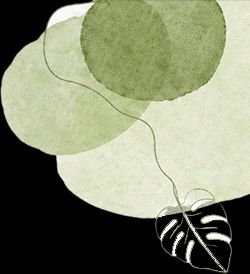 豌豆苗种植技术