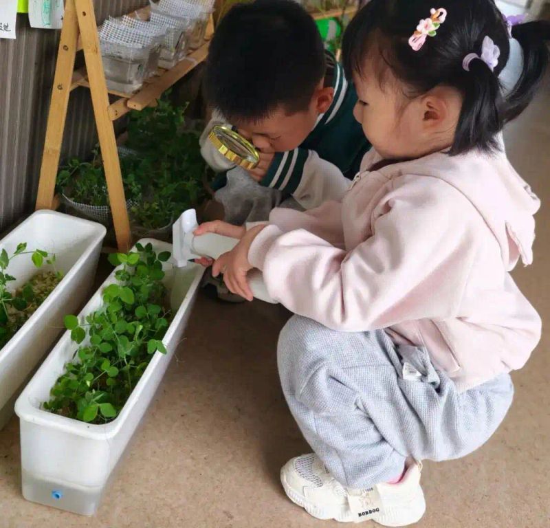 豌豆苗种植技术