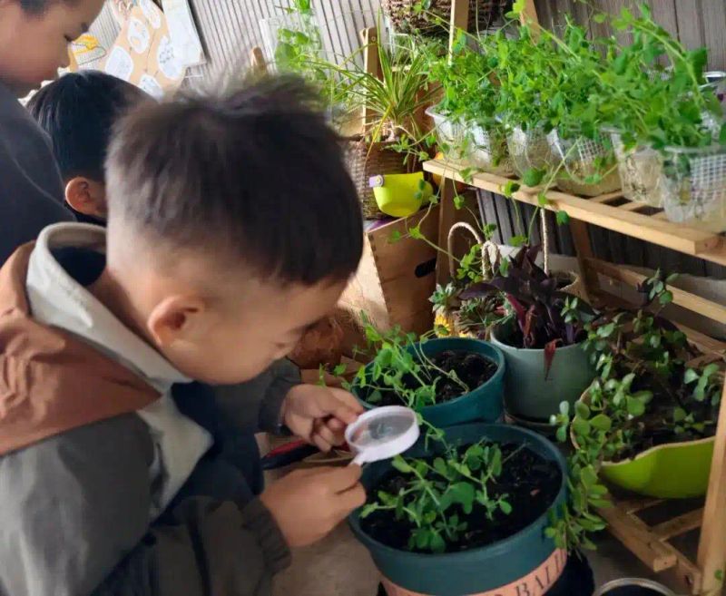 豌豆苗种植技术