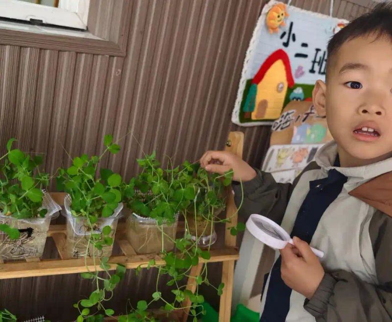 豌豆苗种植技术