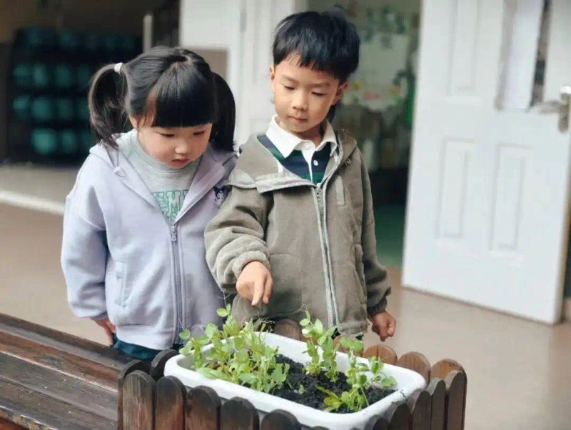 豌豆苗种植技术